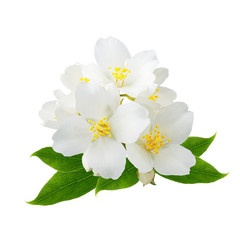 Branch of jasmine flowers isolated on white background as package design element