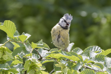 cinciarella blue tit bird on tree