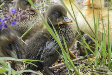 cute duckling at lake