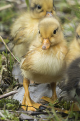 cute duckling at lake