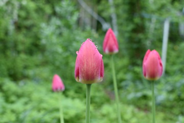 beautiful buds of pink tulips with transparent raindrops on a soft green blurred background