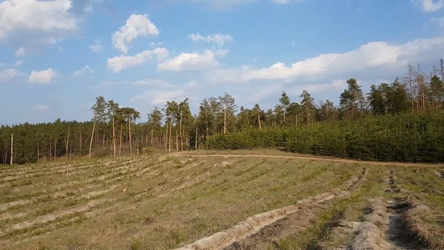 Moving along pine forest clear cut. Scene characteristic for scots pine forests in Europe. Forest stand structure is typical for commercial forests.