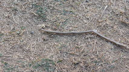 stick in ground