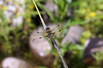 Vierfleck (Libellula quadrimaculata)