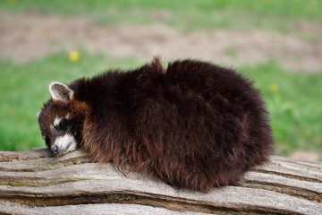 Sleeping common lotor raccoon on the tree truk