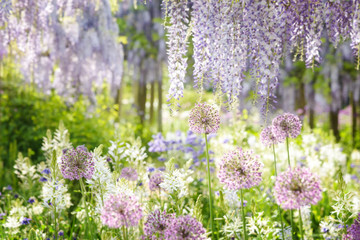 Obraz premium Bunte Blumenwiese mit Frühlingsblumen
