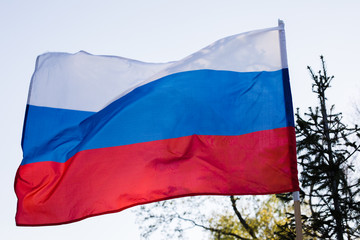 Russian flag flying in the wind on the forest background