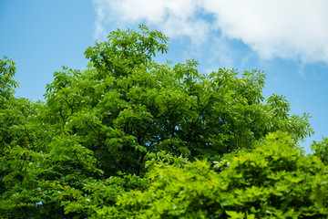 Fototapeta premium the sky above the trees in the forest