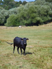 Vaca Negra Pastando en un Prado del Parque Regional de la Sierra de Gredos, &Aacute;vila, Espa&ntilde;a