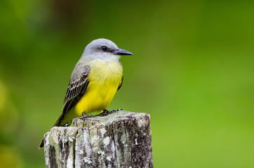 Tropical Kingbird (Tyrannus melancholicus), La Selva, Costa Rica