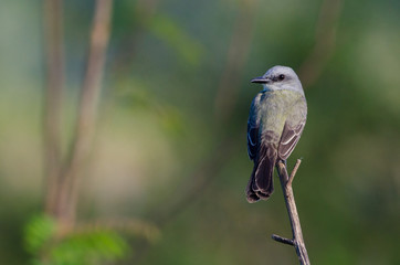 Tropical kingbird (Tyrannus melancholicus) in Cano Negro Reserve, Costa Rica