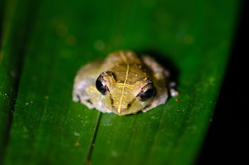 Pygmy Rain Frog (Pristimantis ridens), Rara Avis Reserve, Costa Rica