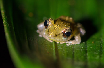 Pygmy Rain Frog (Pristimantis ridens), Rara Avis Reserve, Costa Rica