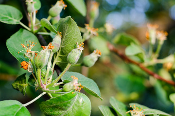 Small young ovary apples. The concept of gardening, DIY, fruit growing without GMO, naturalness and utility.