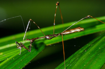 Thread Legged Bug (Emesinae sp.) with prey in Costa Rica