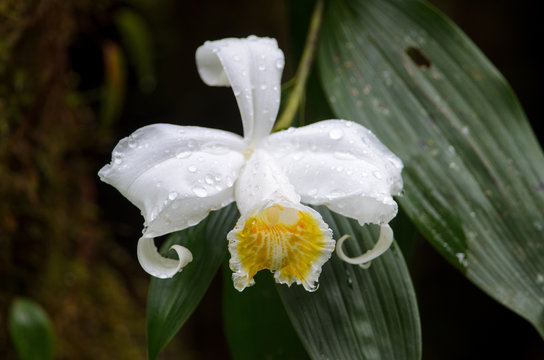 Sobralia powellii, Rara Avis Reserve, Costa Rica