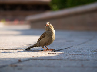 sparrow-9