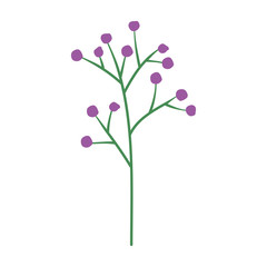 branch with seeds natural icon vector illustration design