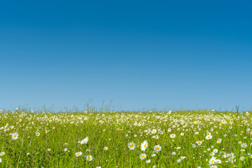 Leuchtend bunte Margeriten Blumenwiese unter perfektem blauen Himmel 