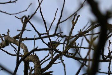 blue tit