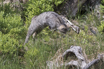 Wildkatze im Sprung