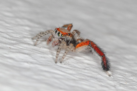 closeup/macro of a jumping spider (Saitis barbipes,Salticidae),with big green metallic eyes and a long foot.