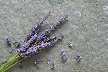 Lavender flowers background