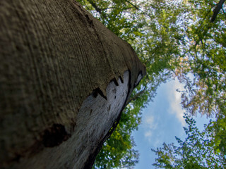 wounded tree