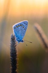 Naklejka premium Butterfly azure sits on a dry grass