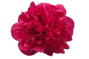 red peony flower on white background