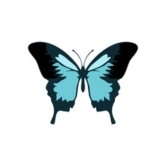 Butterflies vector icon