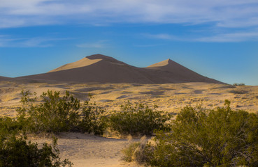 Desert Sand Dunes and Cactus Landscape