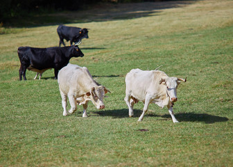 Ganado, Toros y Vacas Blancos y Negros Trotando y Pastando en un Prado del Parque Regional de la Sierra de Gredos, Ávila, España