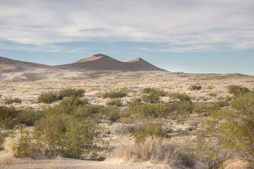 Desert Sand Dunes and Cactus Landscape
