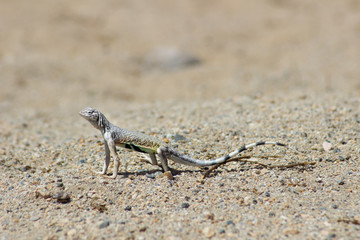 Desert Critter Iguana Lizard Reptile