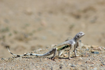 Desert Critter Iguana Lizard Reptile