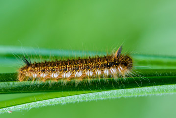Hairy caterpillar of butterfly