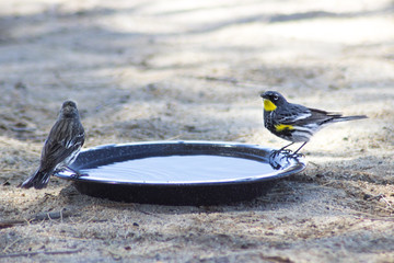 Desert Birds Closeup Macro