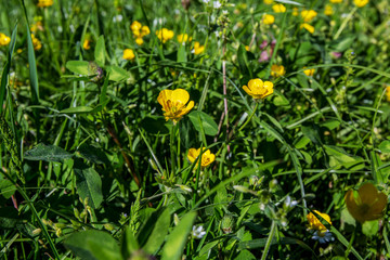 purple lilac bush blooming in May day