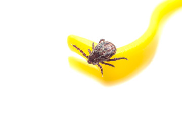 Mite crawls on yellow tweezers to remove ticks on a white background