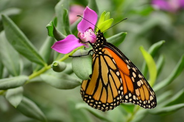 Butterfly Flower 