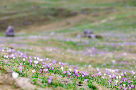 wild crocos in purple and white on famous Mountain Heuberg