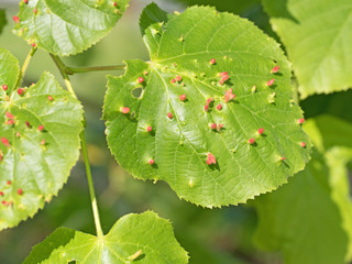 Lindengallmilbe, Eriophyes tiliae, Schadbild