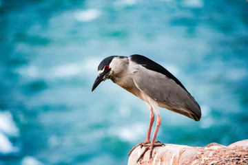 MIRADA