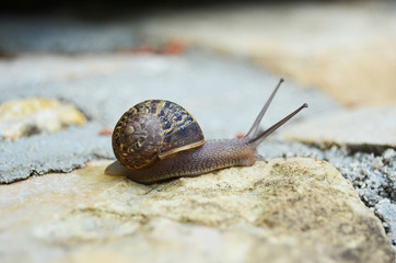 Snail
