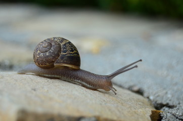 Snail