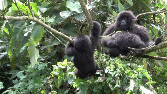 Mountain Gorilla, young one is playing with pregnant Mountain Gorilla, Democratic Republic of Congo, Africa