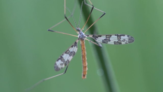 Insect macro, mating Mosquito Crane fly Tipula luna male sitting on green leaf