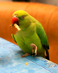 Parrot necklace