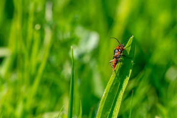 Soldier beetle (Cantharis) on a blade of grass